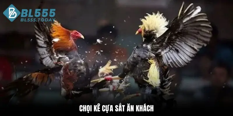 Chọi kê cựa sắt ăn khách tại sảnh đá gà BL555